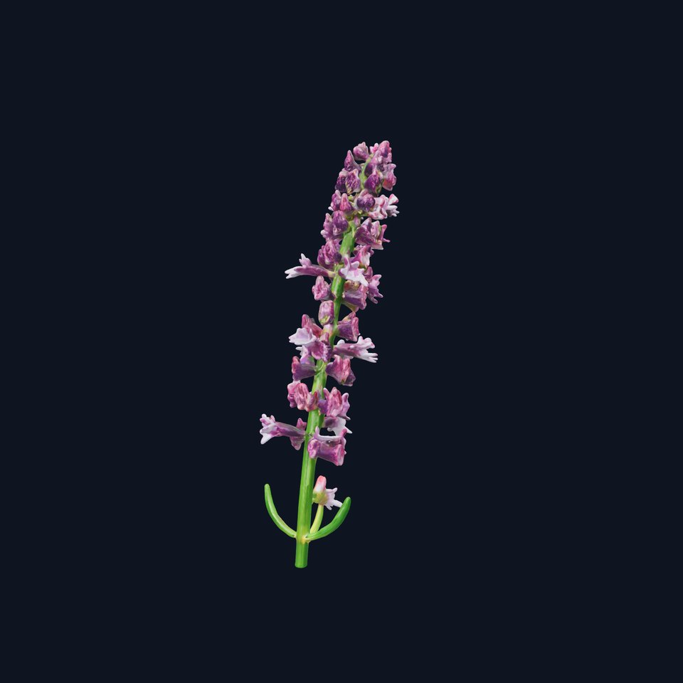 Lavender Model Pack for Versatile Realistic Scenes